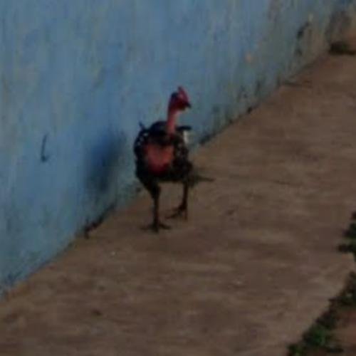 Image: Descubre el Exclusivo Juego de Suerte de Chicken Road en España